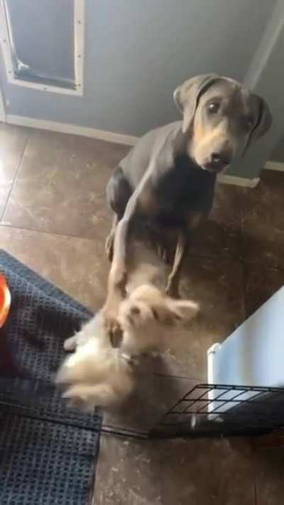 Bro... He said sit.