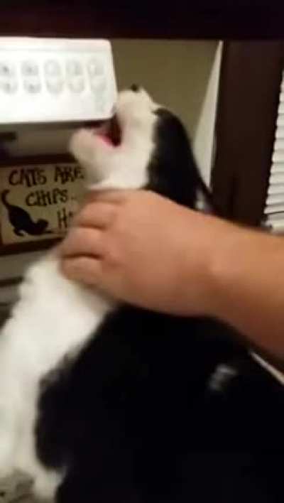 МяуЫЫЫЫ....