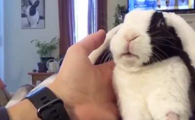 Rabbit learns he&rsquo;s adopted. I can&rsquo;t stop laughing send help