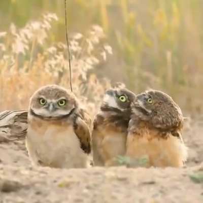 &ldquo;Woah, hey check out Dave&rsquo;s stick!&rdquo;