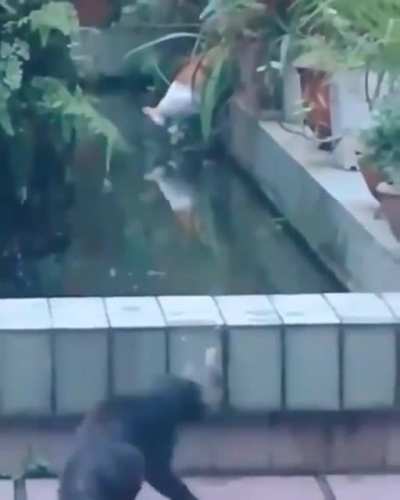 Getting the goose