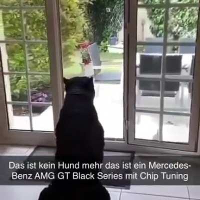 🐶🐕🐾