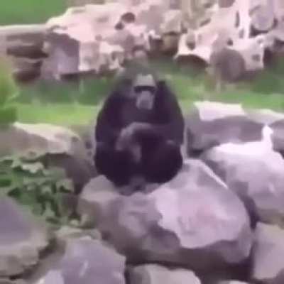 🐒