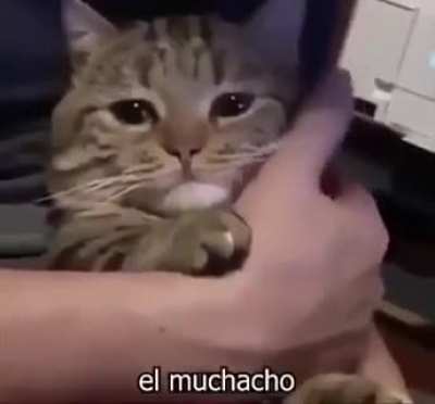 😿