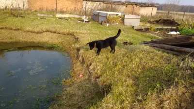 The Dog Play with Ball