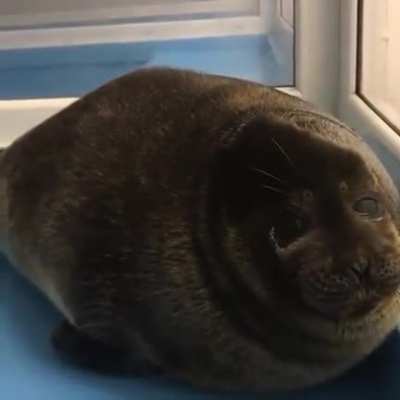 What is the name of this seal?