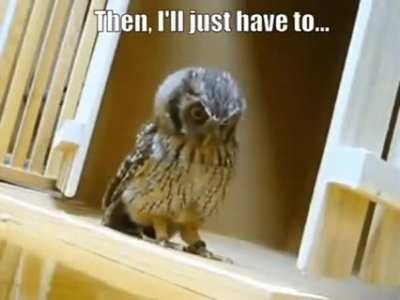 First I swoop down from the sky like a majestic Angel of Death...