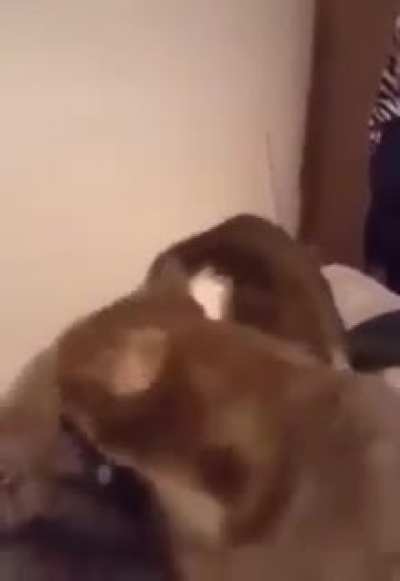 AAAAAA