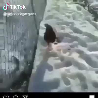 Vegans man 🤦&zwj;♂️