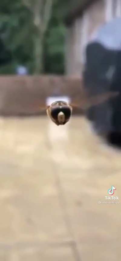 Wait for it