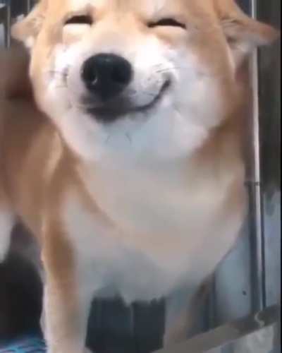 🐕✨