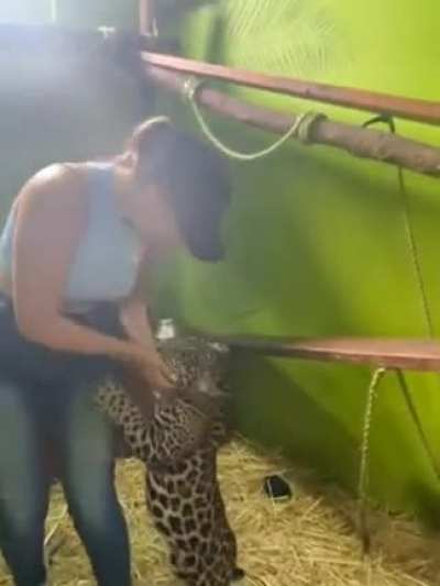 Tiger cub is hungry