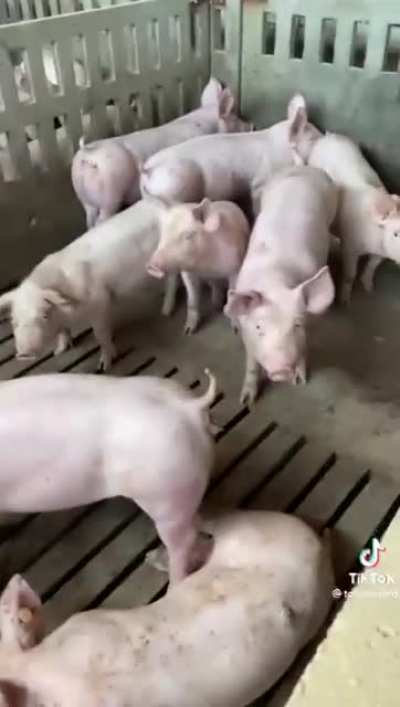 Cerdos basados 🐖