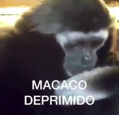 Eu depois de mucalol não ler meu sub que demorei 1 mês esperando só pra ele não ler😔😔😔😔(leias os subs mucalol você não e ninguém sem eles