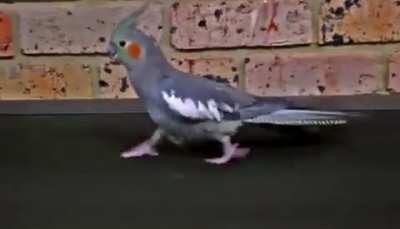 Road Runner