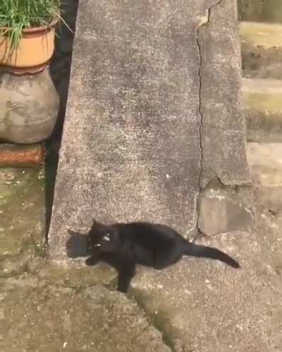 Cat meatcrayon