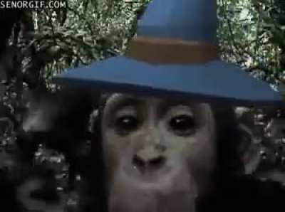 Monkey