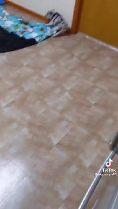 Bacon chaos