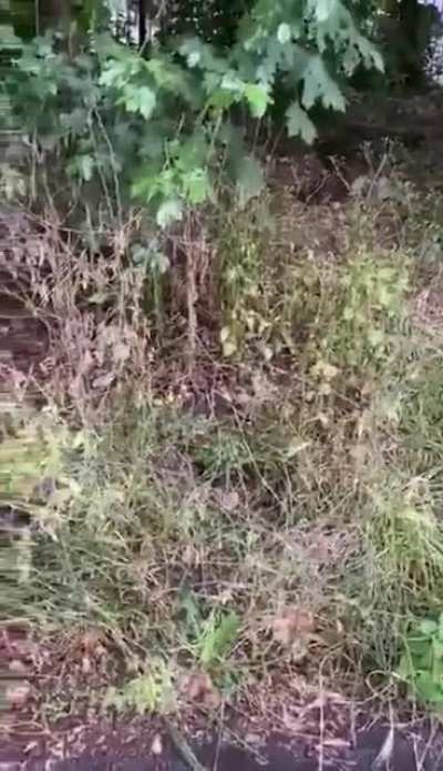 واخيرا عثرنا على افصح العرب