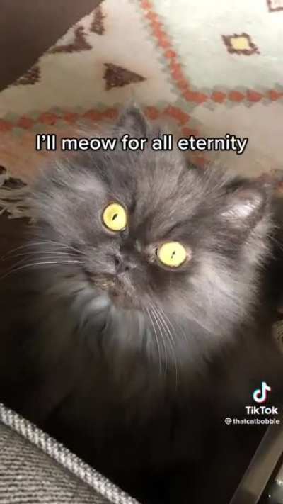 A Cat&rsquo;s Song to His Owner