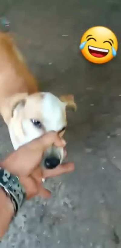 CRONCH. Note: the guy isn't harming the dog, he's the one who takes care of him and many other street dogs as well. A good human being.