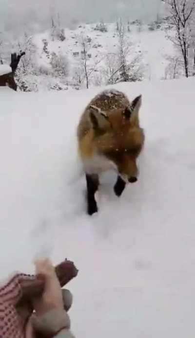 Feeding a little fox on a snowy day