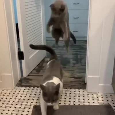 Boys will be boys😼