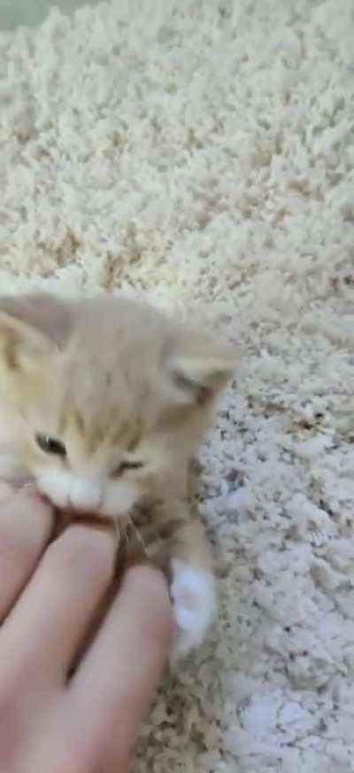 Meow