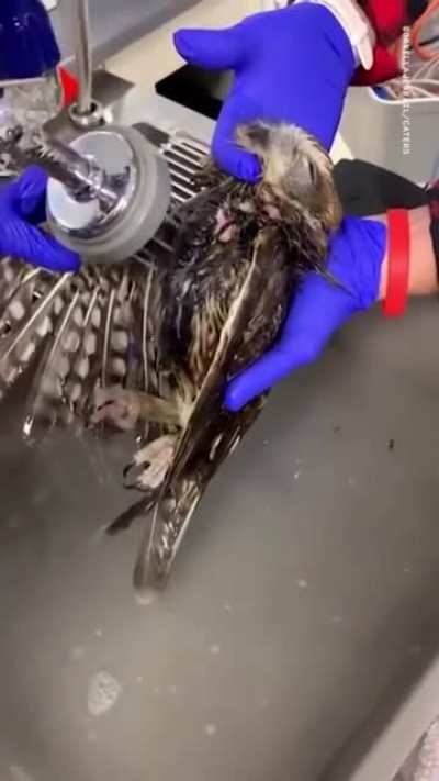 After getting rescued from being stuck in a rat trap, this baby owl had his first warm bath and clearly couldn&rsquo;t be any more relaxed