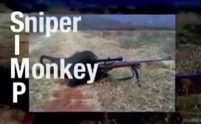 SIMP el vídeo