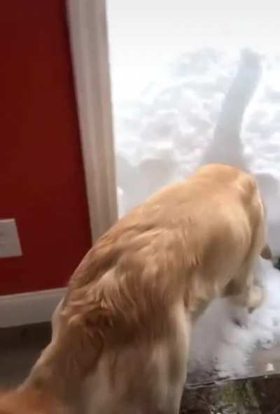 They&rsquo;re natural snow swimmers!