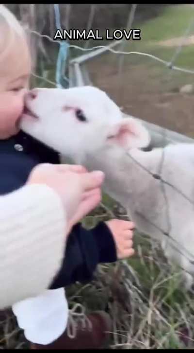 ANIMAL LOVE