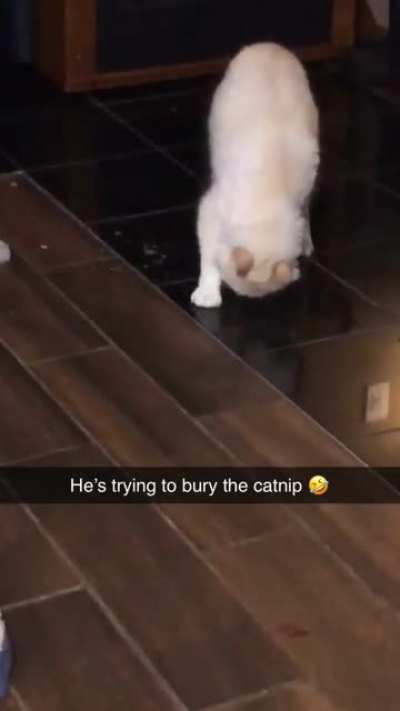 He&rsquo;s trying to bury the catnip
