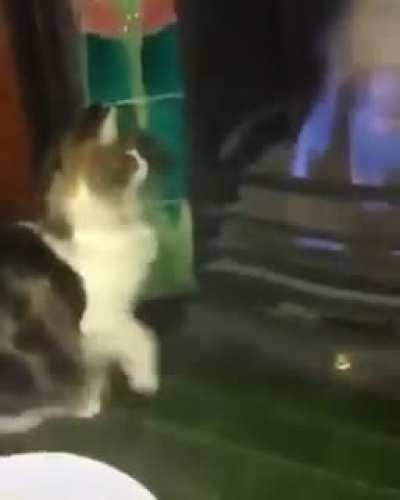 noooooooo