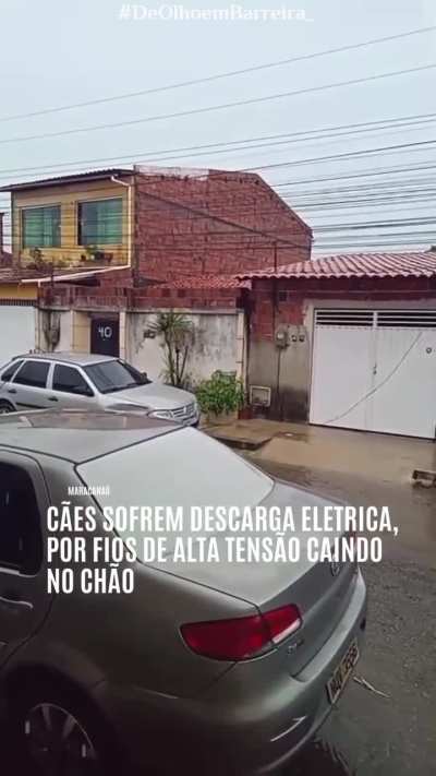 cachorro morrendo eletrocutado