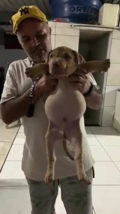 tadinho dele