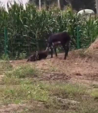 🔥 A donkey defending a farm against an intruding hyena