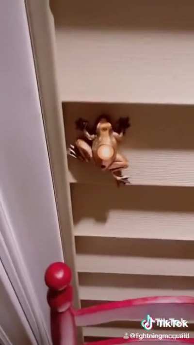 🐸🐸🐸