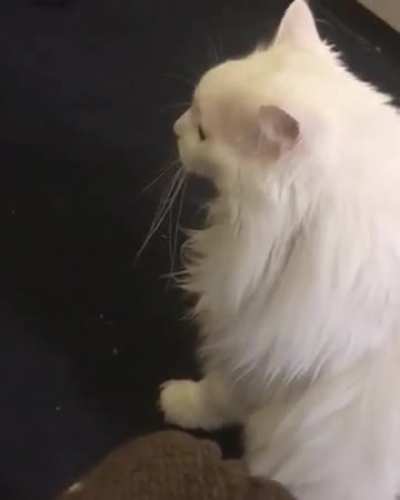 The most recent offering from Thurston Waffles. He has n't altered.