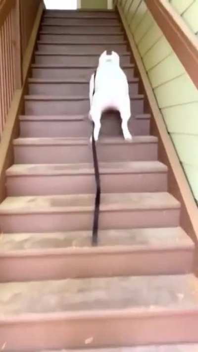 Galloped