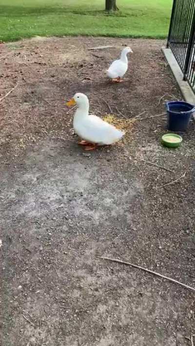 Captain vs. ducks