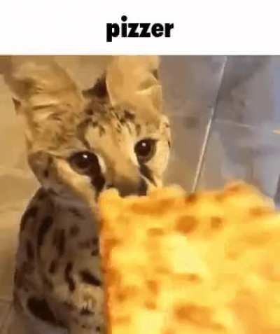 pizzer