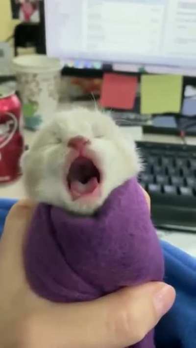 Spicy purrito
