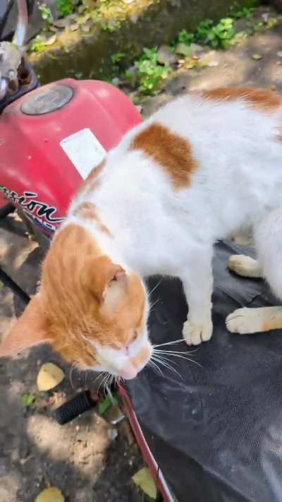 Good meowning 😺