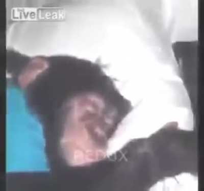 acorda a&iacute;