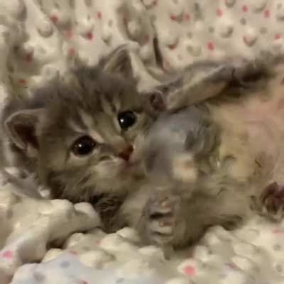 Little Imogen the foster kitten!