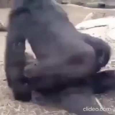 Funnee Monke