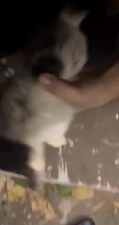 Must... Feed... Cat... Into... Hole...