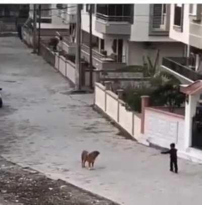 Run littel boy