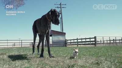 The world&rsquo;s tallest and smallest dogs just met in Idaho Falls &mdash; a Great Dane standing 3&rsquo;3&rdquo; (101 cm) and a Chihuahua just 3.59&rdquo; (9.14 cm) tall